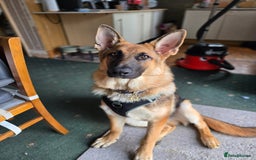 German Shepherd dogs for sale: Looking for forever home - Image 2
