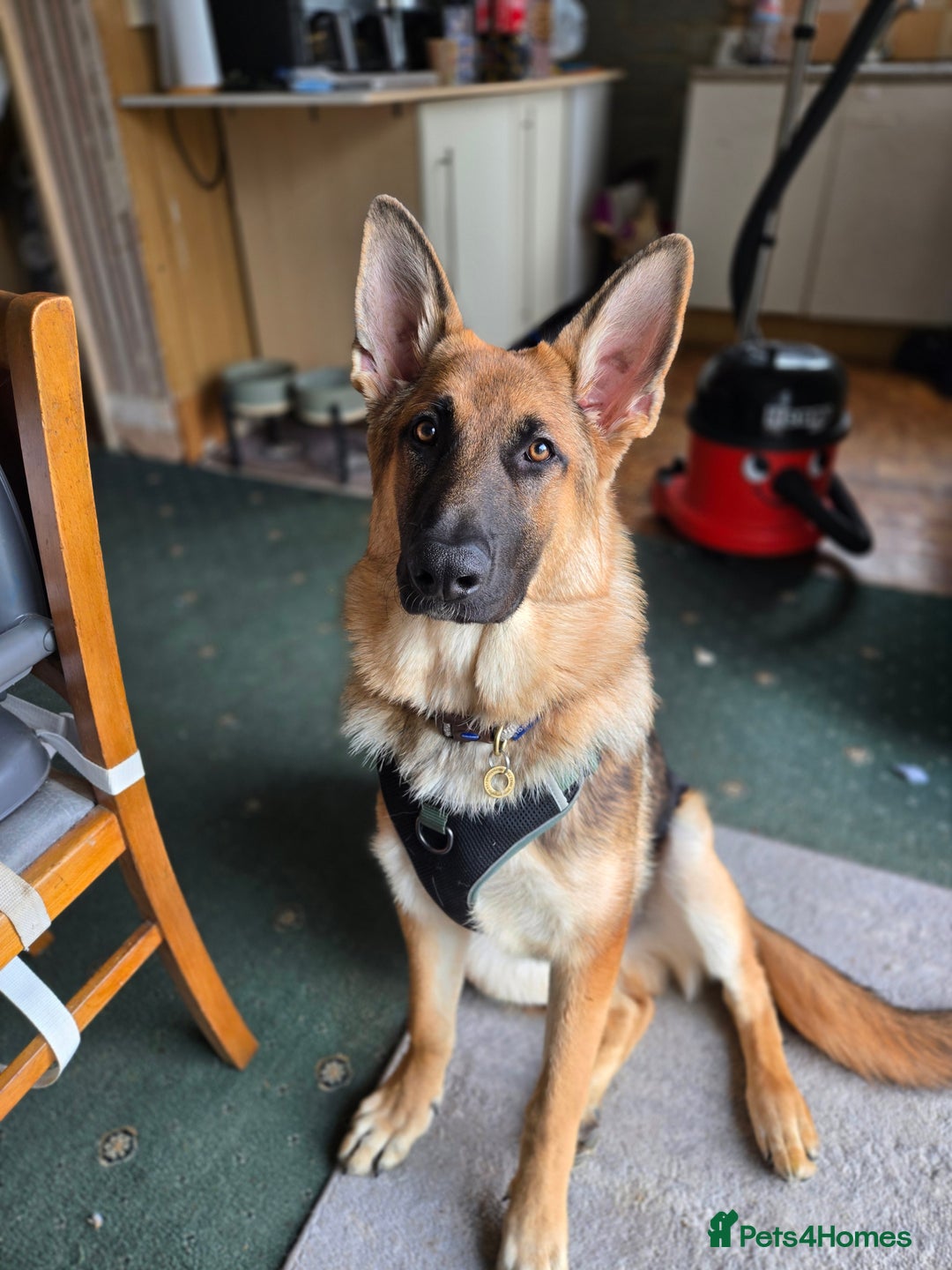 German Shepherd dogs for sale: Looking for forever home - Image 2