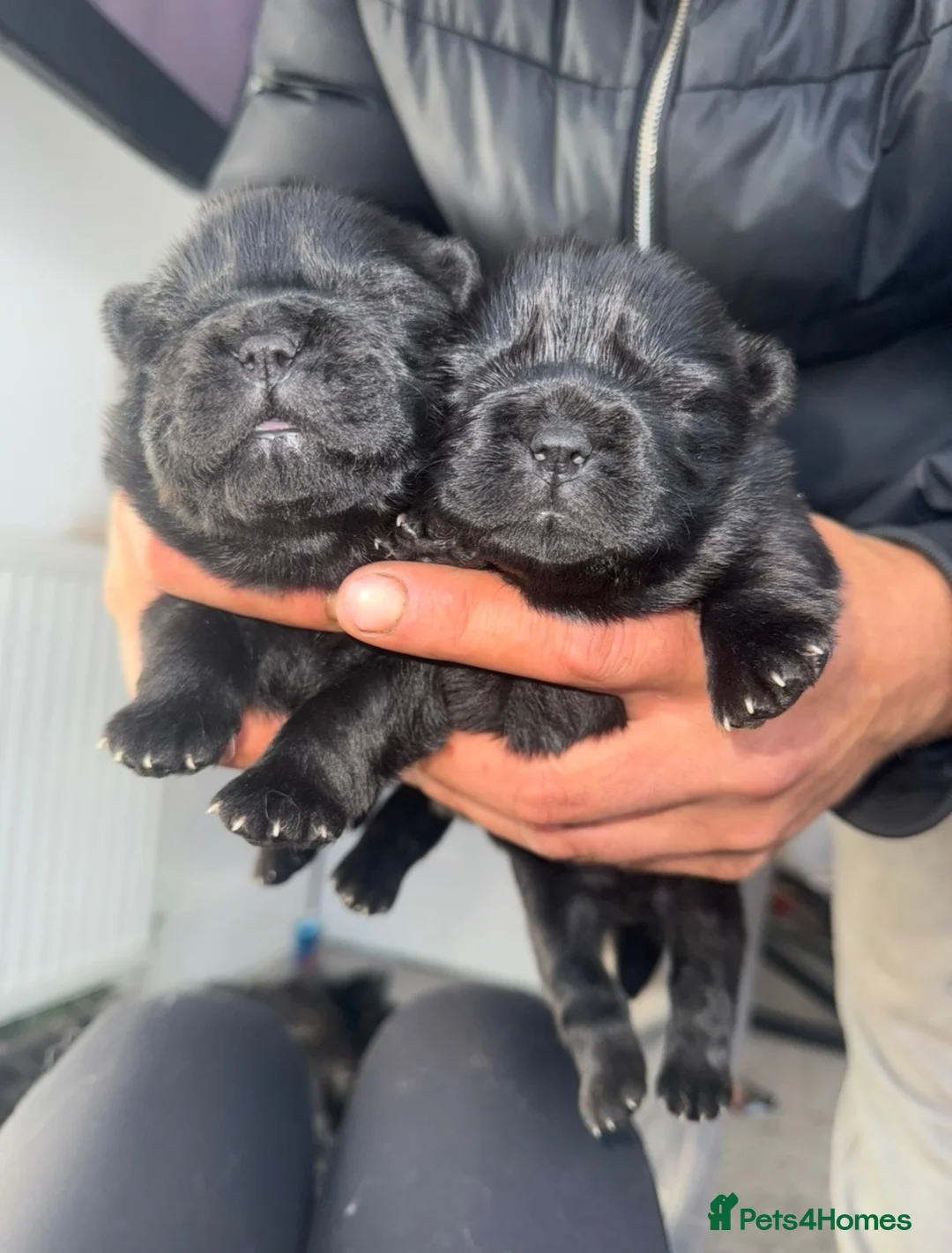 Chow Chow dogs for sale: 3 stunning female Merle & black chows for sale in Grays - Advert 2