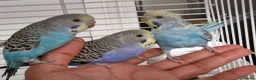 Budgerigars birds for sale: Super silly hand tamed baby budgies  - Advert 1