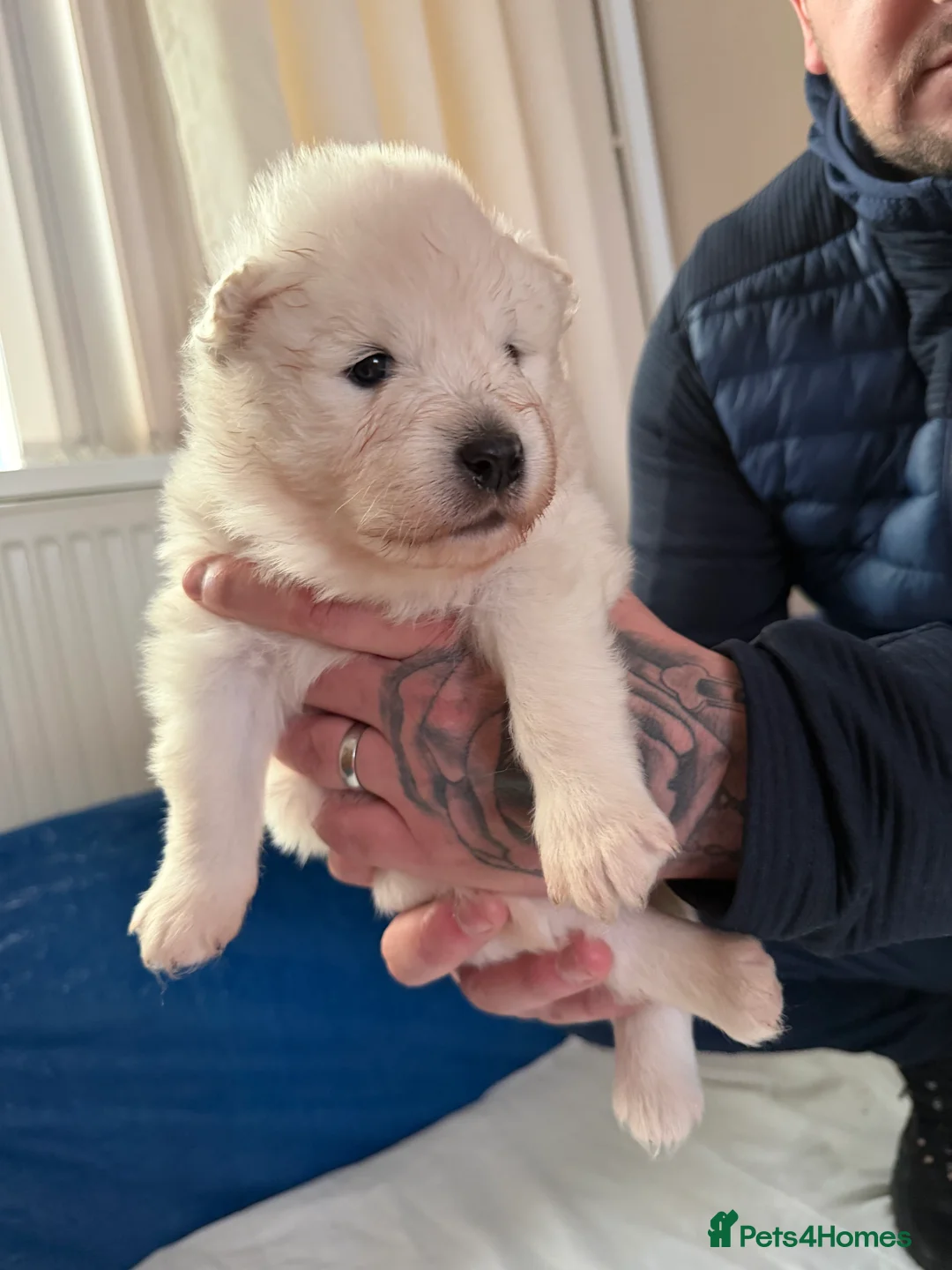 Samoyed dogs for sale: Beautiful samoyed pups  - Advert 4