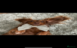 Miniature Dachshund dogs for sale: 🤍🐾 Stunning long haired litter 🐾🤍 - Image 11