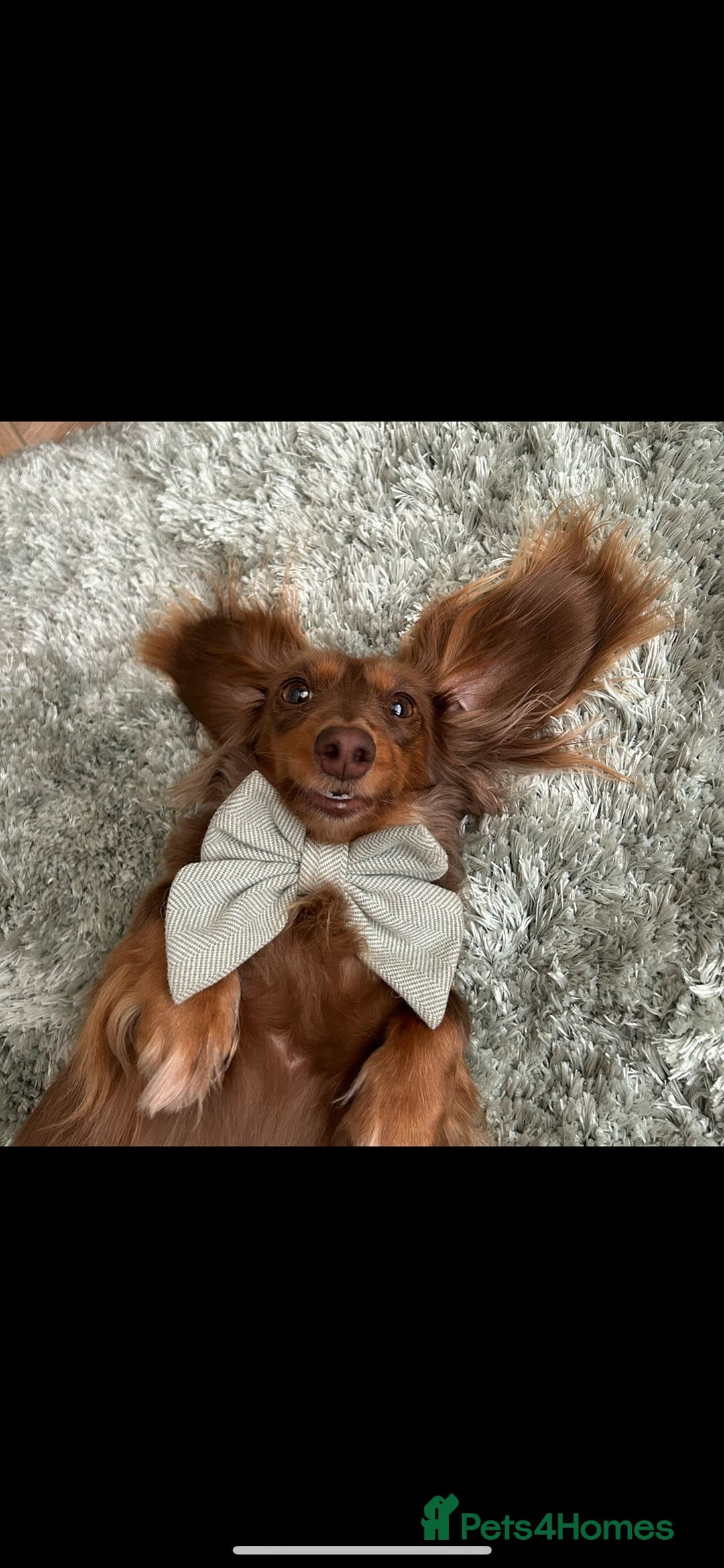 Miniature Dachshund dogs for sale: 🤍🐾 Stunning long haired litter 🐾🤍 - Image 11