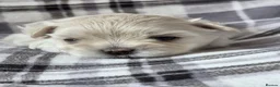 Maltipoo dogs for sale: ⭐️TINY KOREAN MALTIPOO PUPPIES⭐️ - Advert 8