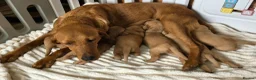 Labrador Retriever dogs for sale: 6 BEAUTIFUL FOX RED KC LABS, HEALTH TESTED PARENTS - Advert 19