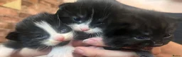 Mixed Breed cats for sale: Beautiful fluffy kittens  - Advert 1