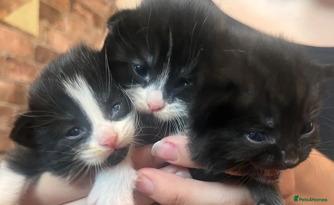 Mixed Breed cats for sale: Beautiful fluffy kittens  - Advert 1