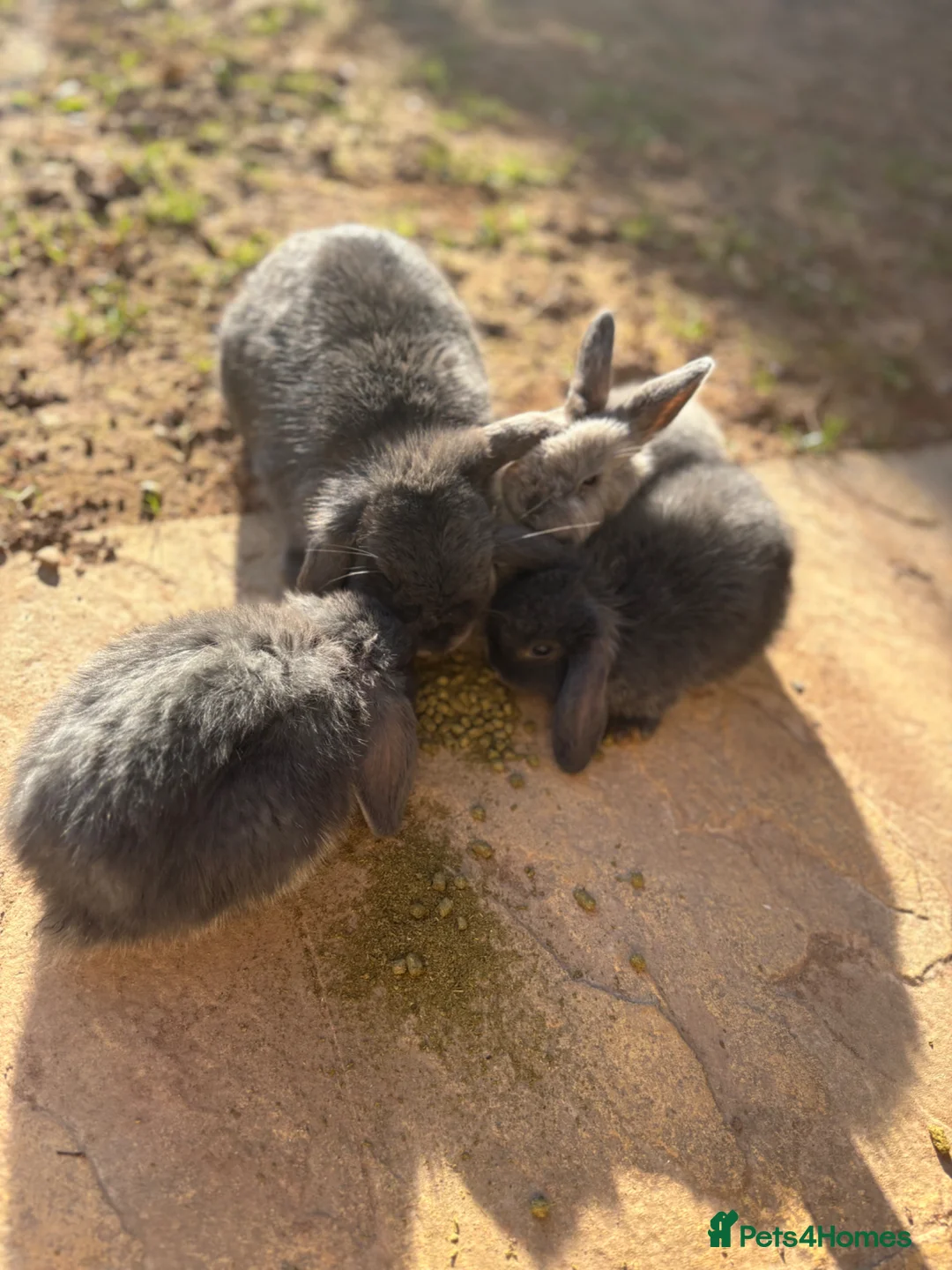 Mini Lion Lop rabbits for sale: Beautiful Baby Mini Lops  - Advert 1