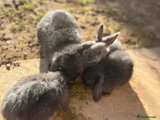 Mini Lion Lop rabbits Beautiful Baby Mini Lops - Advert 1
