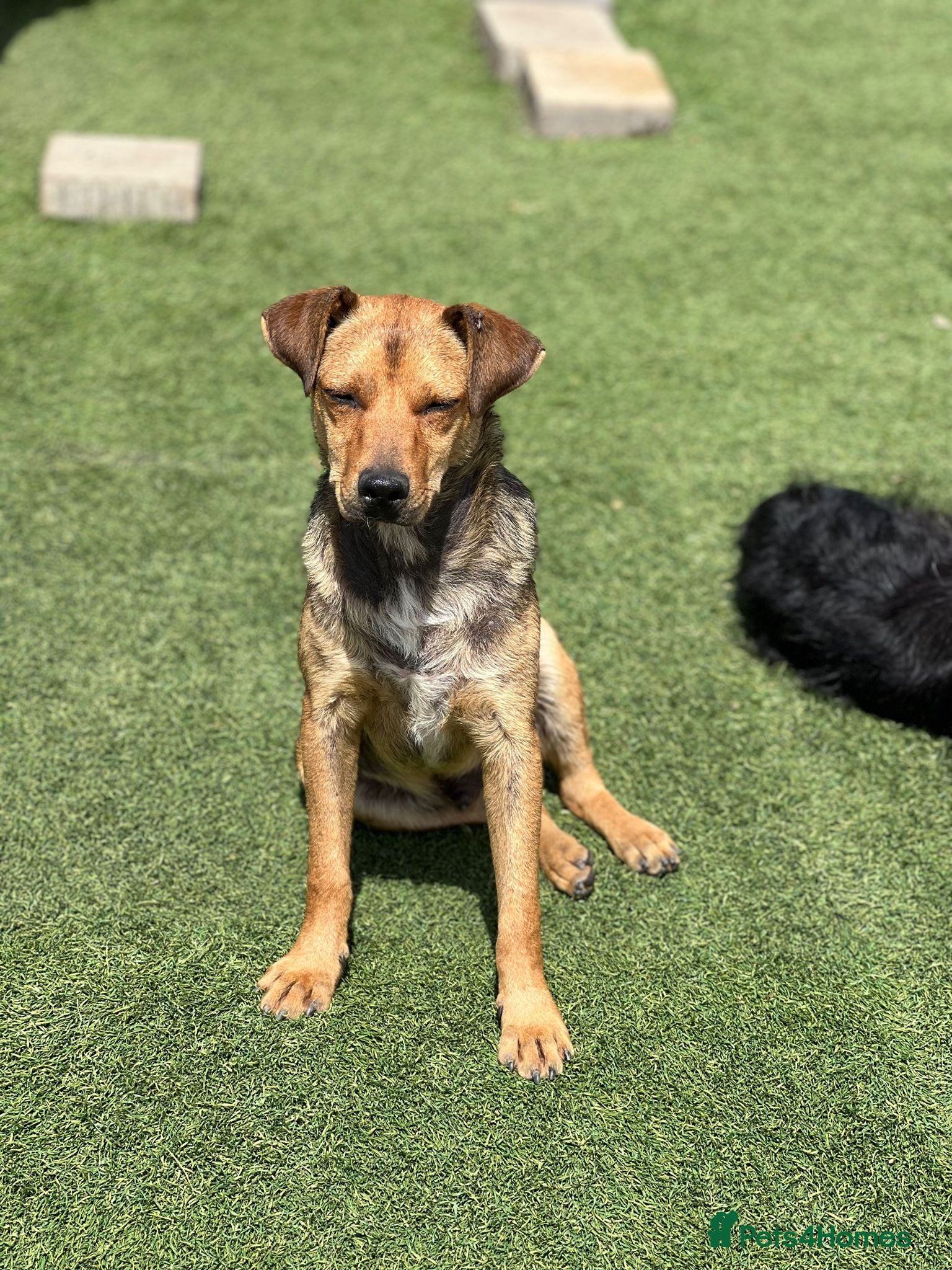 Mixed Breed dogs Nolan needs a loving home  in Salisbury - Advert 16