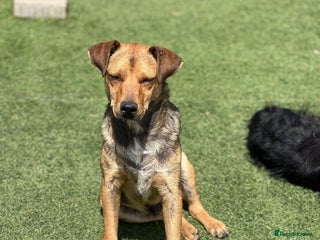 Mixed Breed dogs in Salisbury - Advert 29