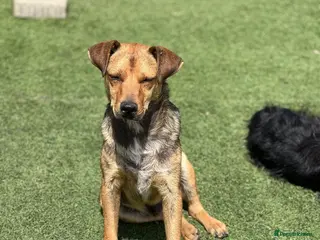 Mixed Breed dogs Nolan needs a loving home in Salisbury - Advert 6