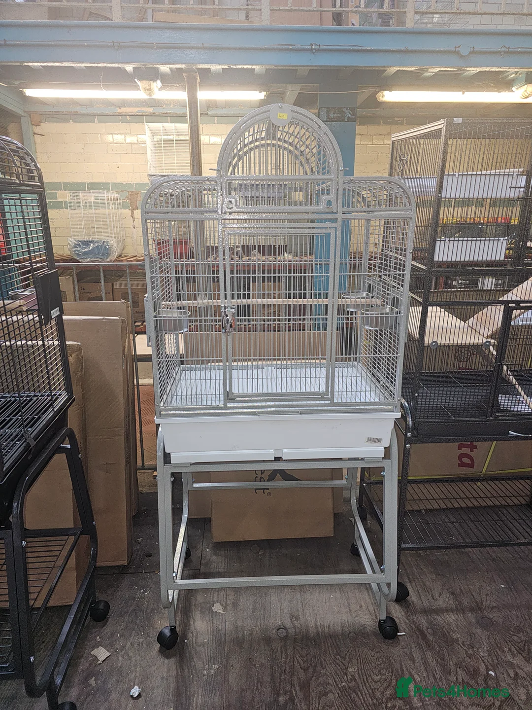 Conures birds for sale: Green cheek conure for sale - Advert 5