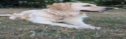 Golden Retriever dogs for sale: Bella’s Golden Gems 7 Gorgeous Puppies Coming Soon - Advert 6