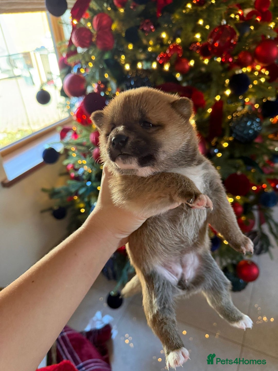 Japanese Shiba Inu dogs for sale: beautiful red Japanese Shiba Inu puppies  - Advert 15