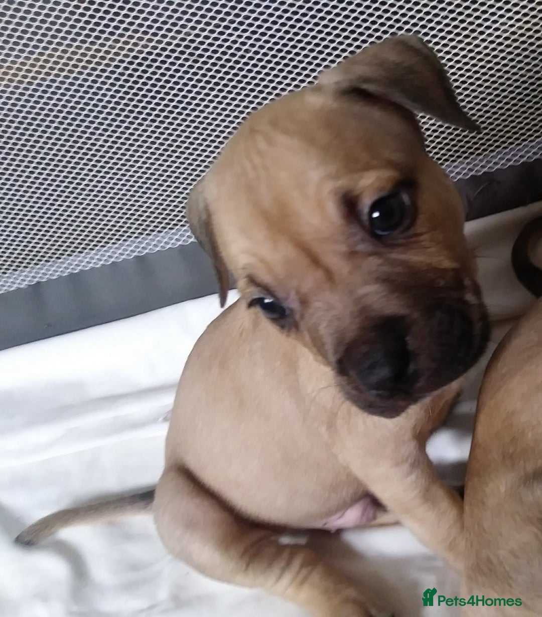 Mixed Breed dogs for sale: 4 beautiful pocket bully/mixed - Image 33
