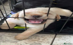 Labrador Retriever dogs for sale: six boys and six girls - Image 12