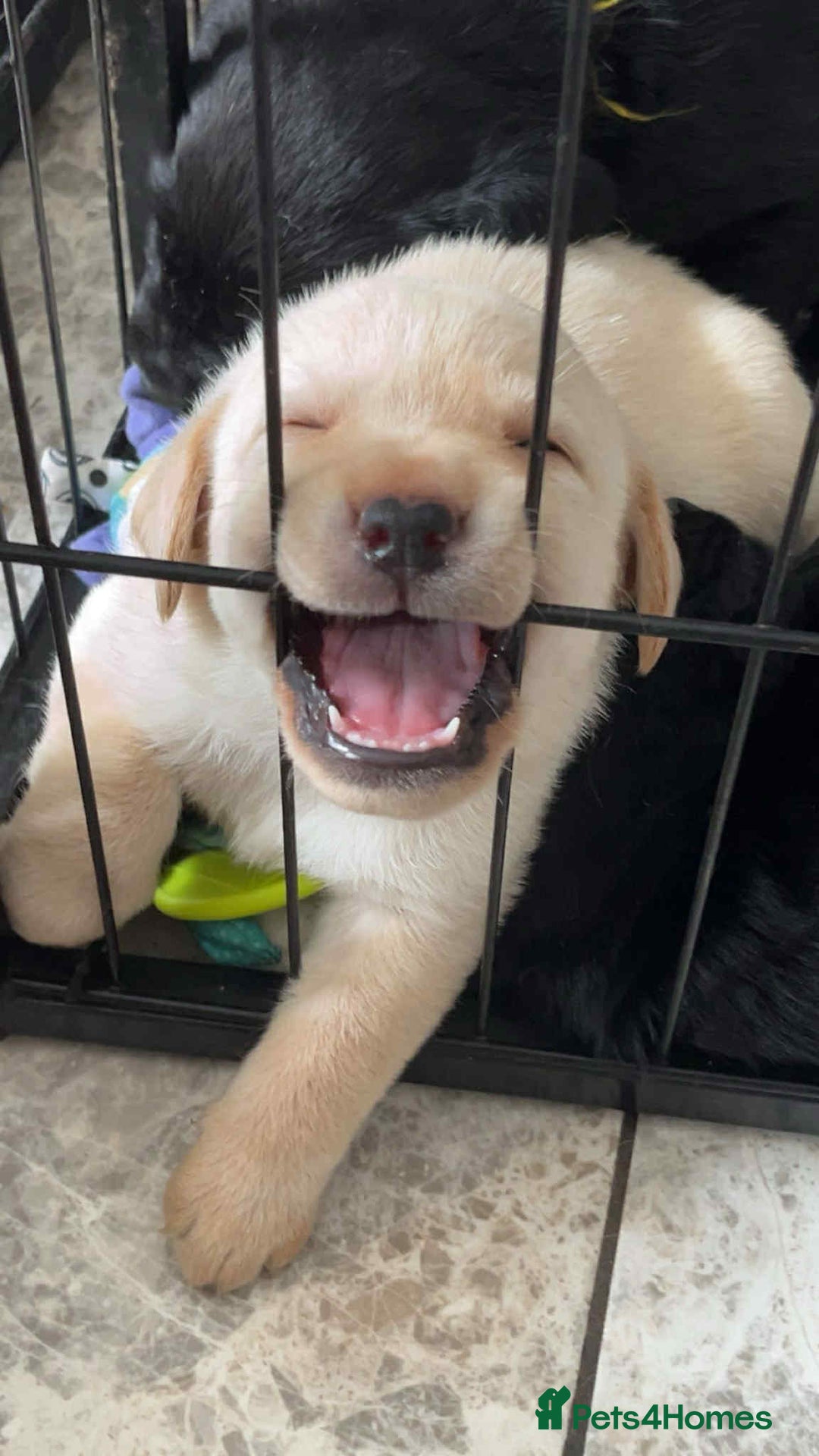 Labrador Retriever dogs for sale: six boys and six girls - Image 12