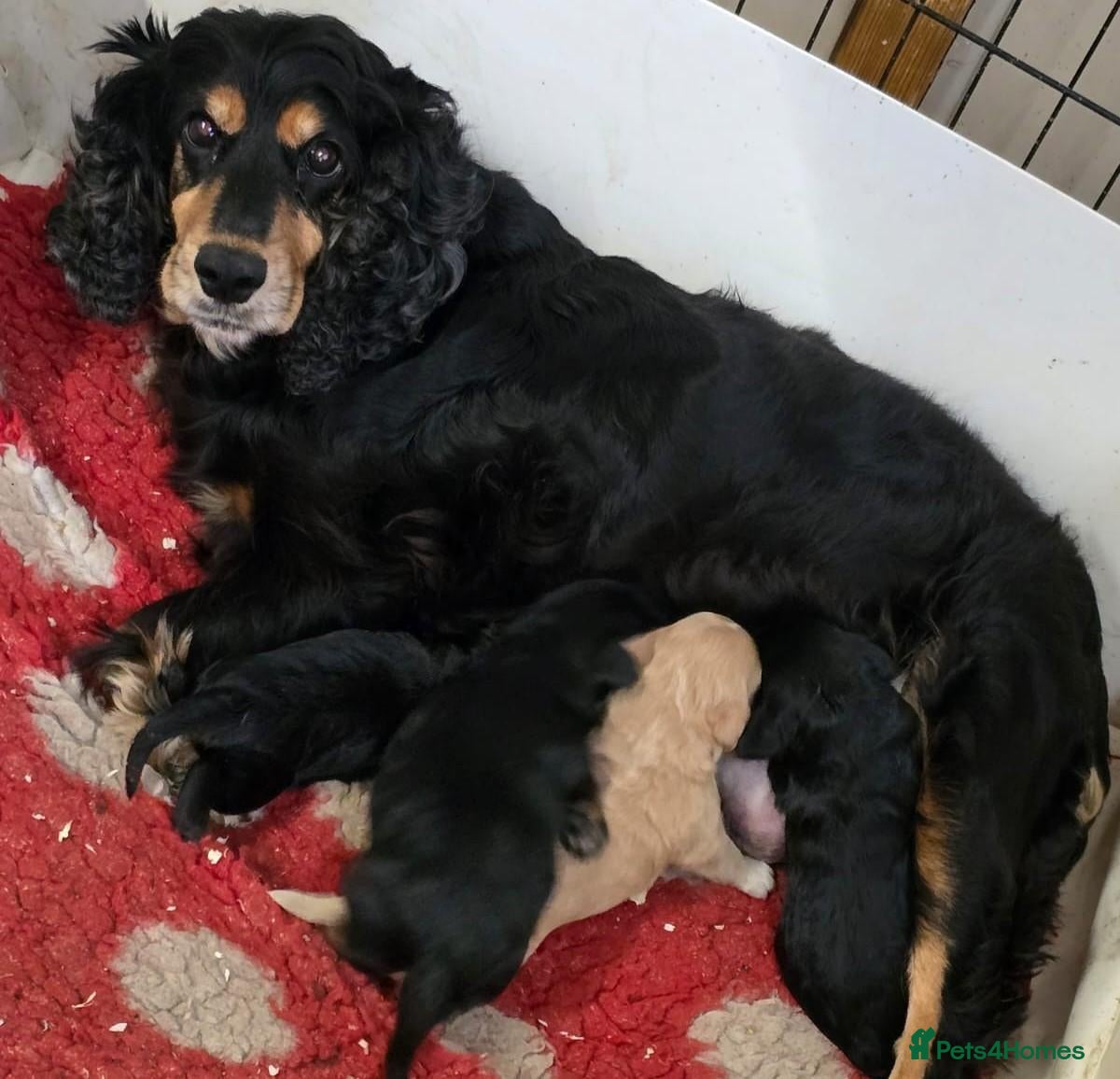 Cockapoo dogs Show Cockapoo Puppies Homebred Domestic Licence   - Advert 2