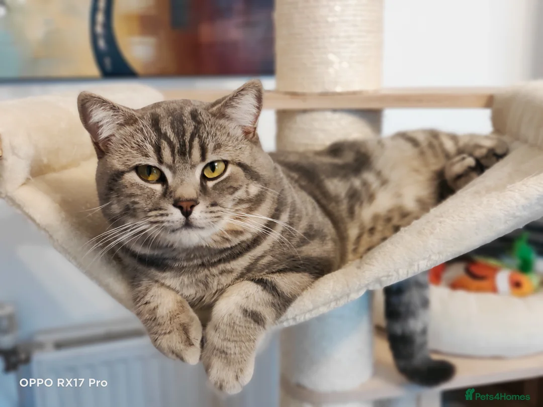 British Shorthair cats for stud: GCCF Registered Full pedigree Ready To Stud in London - Advert 2