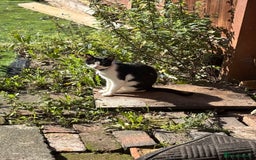 British Shorthair cats for sale: Luna British shorthair  - Advert 3