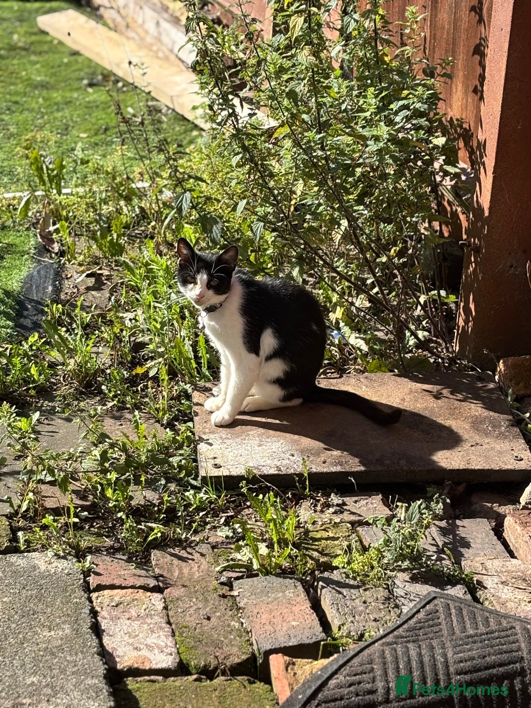 British Shorthair cats for sale: Luna British shorthair  - Advert 3