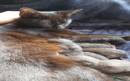 Mixed Breed cats for sale: 8 Kittens looking for their forever homes! - Image 8