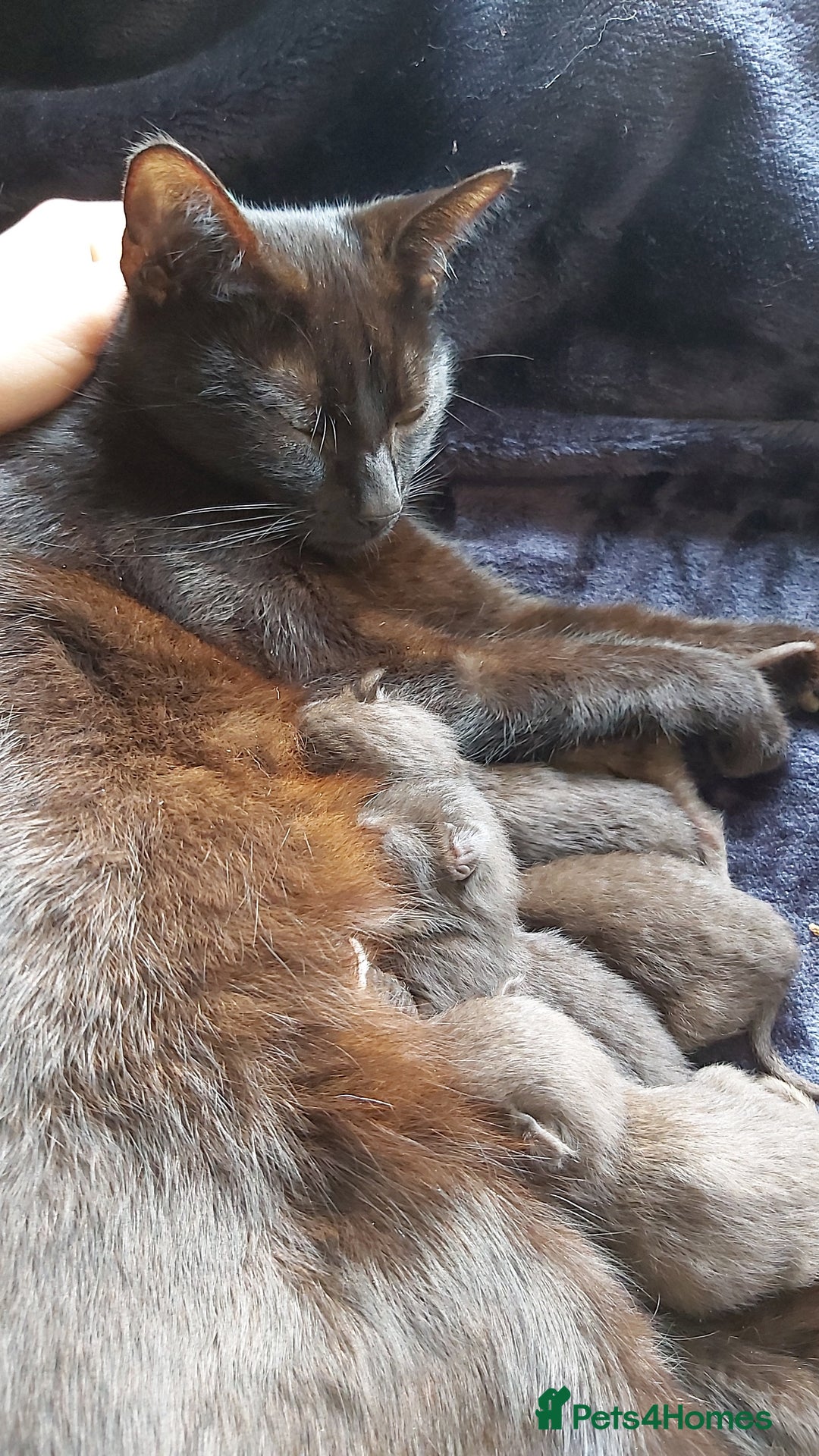 Mixed Breed cats for sale: 8 Kittens looking for their forever homes! - Image 8
