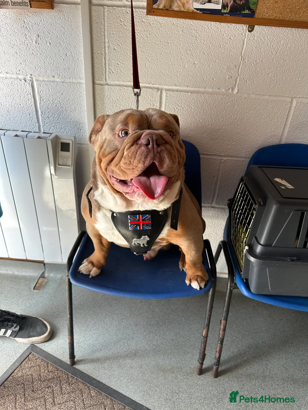 English Bulldog dogs for stud: KC fluffy and curly coat carrier bulldog stud  in Birmingham - Advert 13