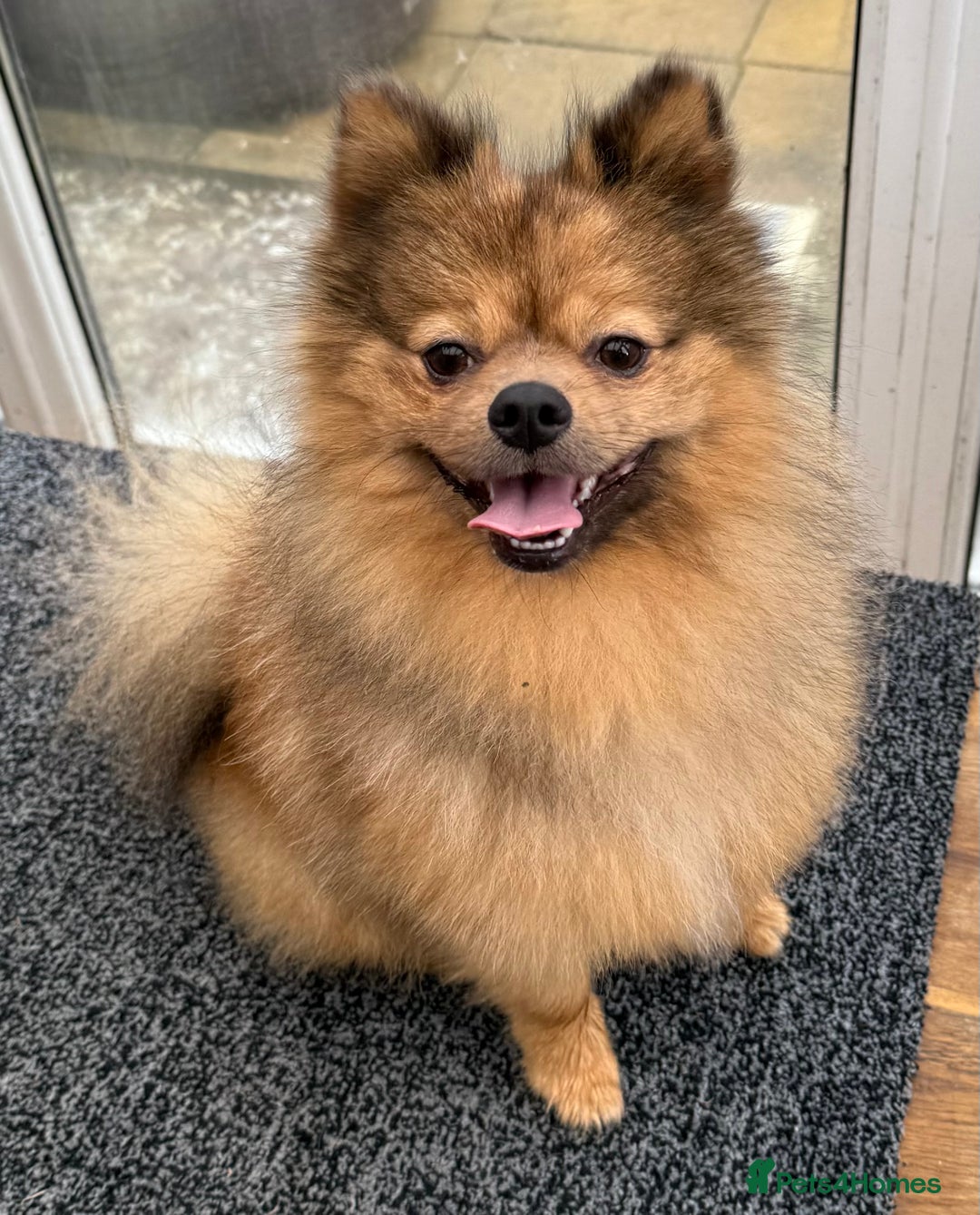 Pomeranian dogs for sale: Very fluffy Orange Sable Pomeranian boy  - Advert 25