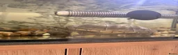 Turtle reptiles for sale: Musk turtle  - Advert 2