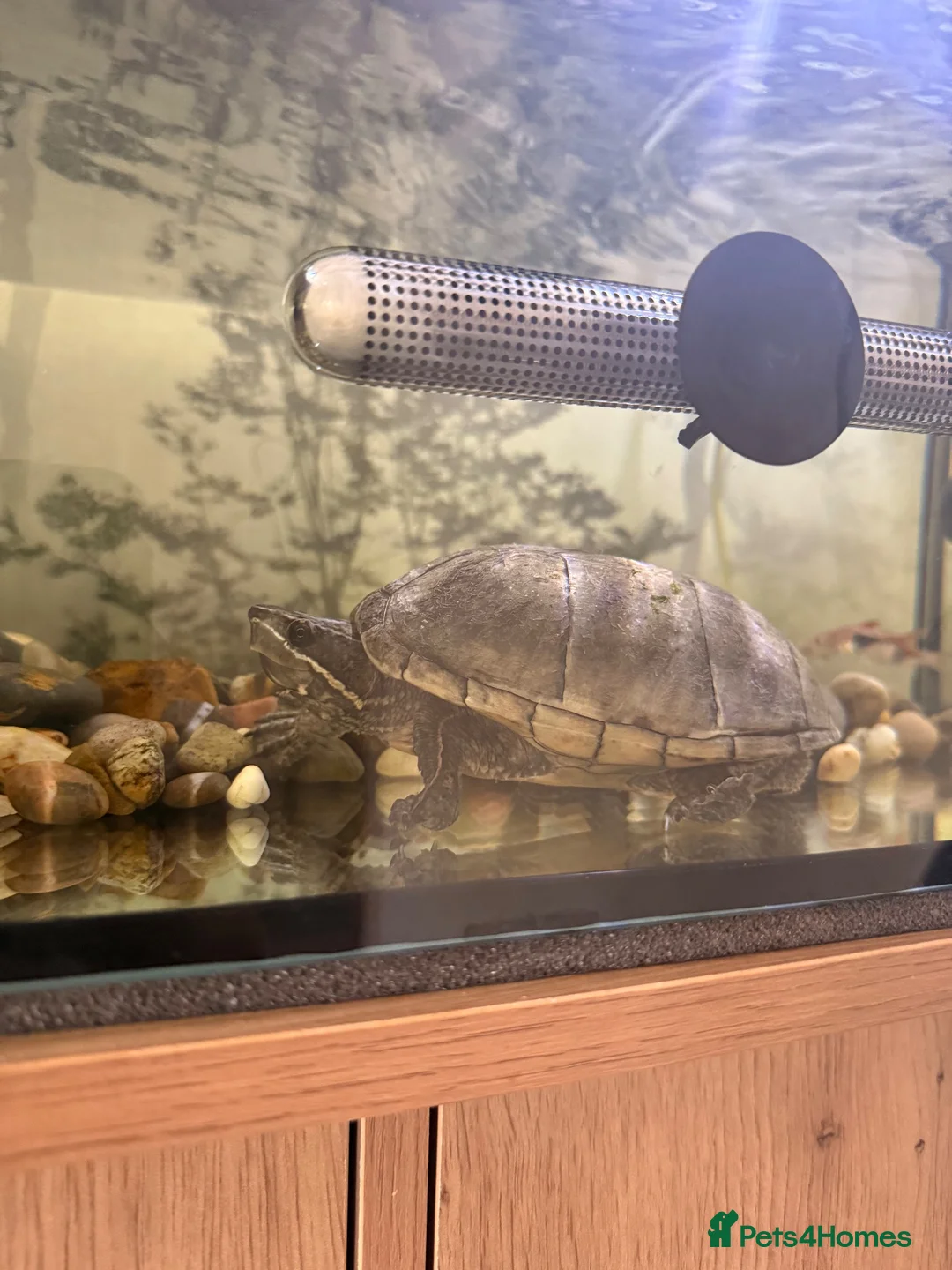 Turtle reptiles for sale: Musk turtle  - Advert 2