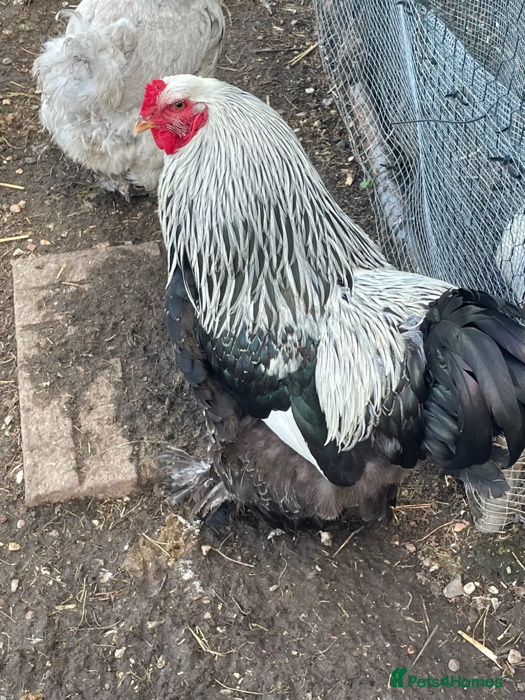 Chickens poultry for sale: Two very handsome brahma cockerels in Wisbech - Advert 5