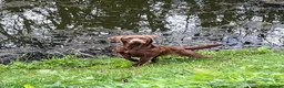 Labrador Retriever dogs for sale: Choc dual purpose Lab pups, KC Reg Health Tested  in Filey - Advert 6