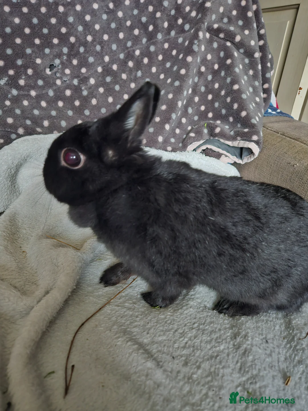 Netherland Dwarf rabbits for sale: Black Self female  - Advert 2