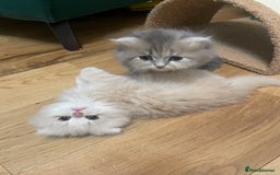 Scottish Fold cats for sale: Scottish Fold Long Hair Kittens/ 2 female 2 boy - Image 20