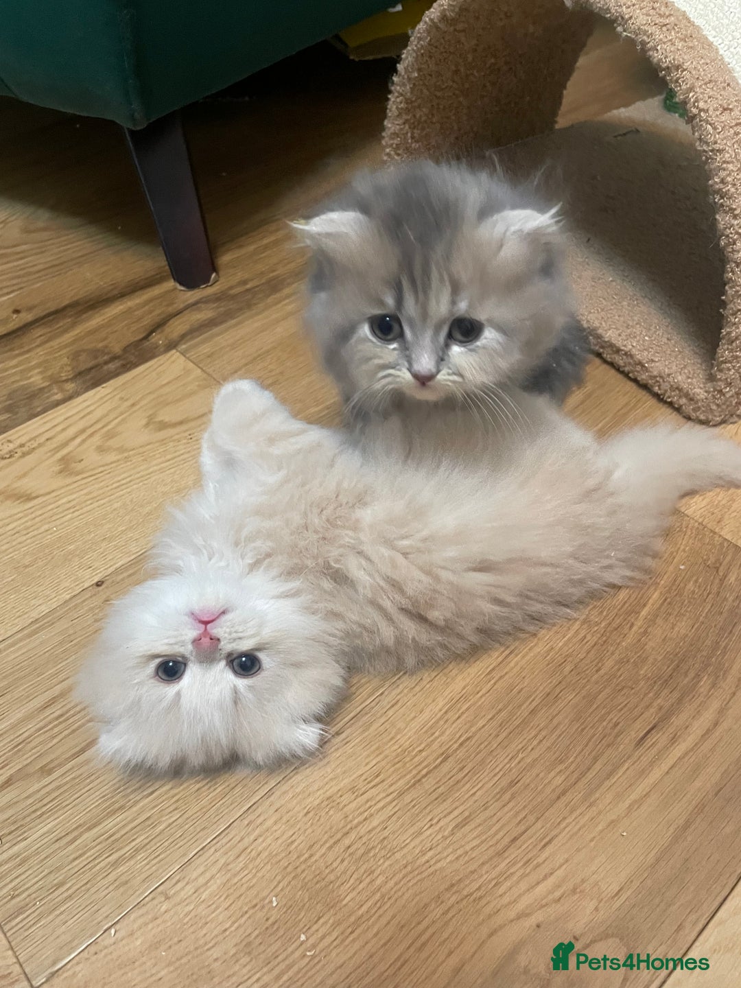 Scottish Fold cats for sale: Scottish Fold Long Hair Kittens/ 2 female 2 boy - Image 20