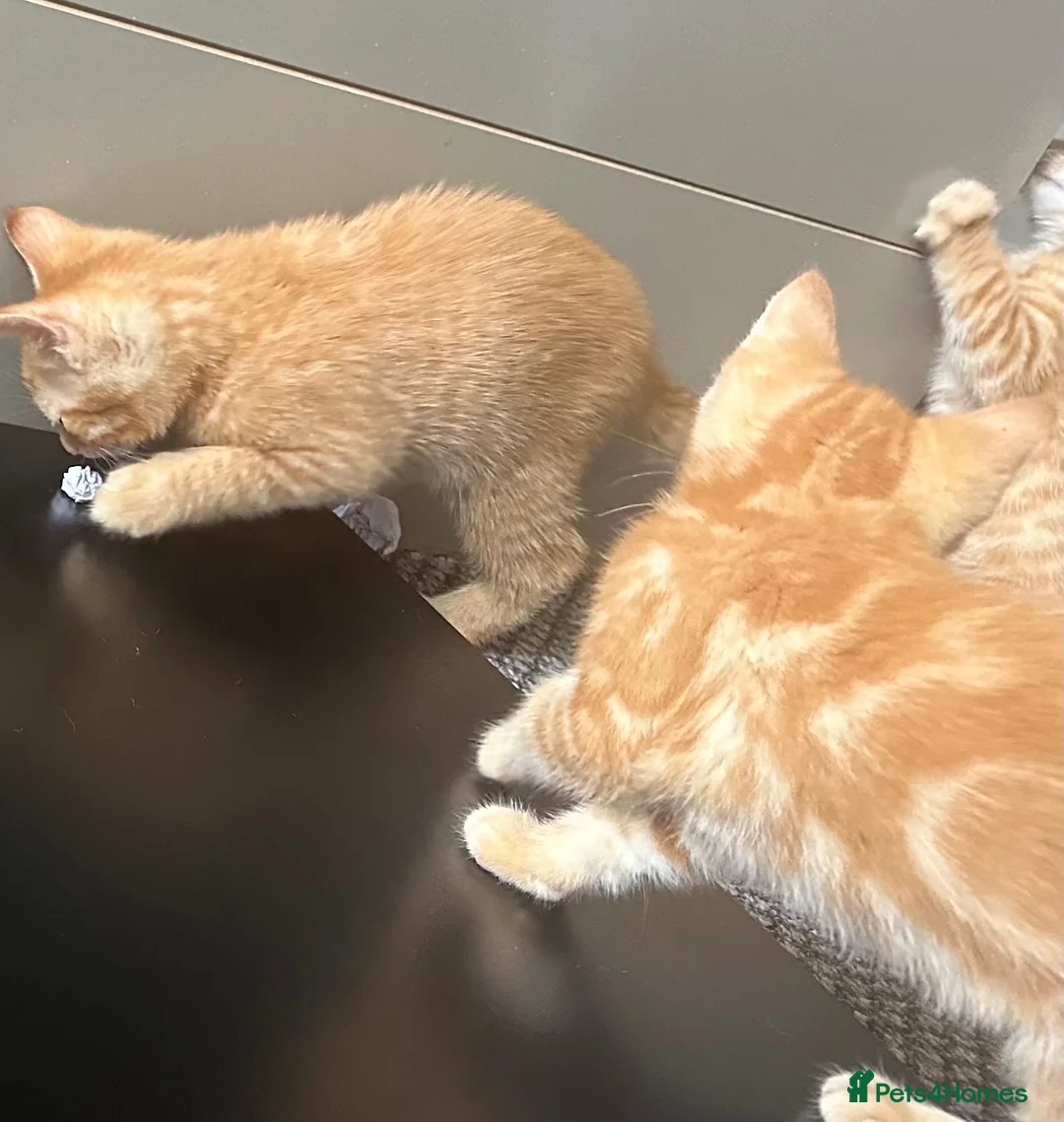 British Shorthair cats for sale: Ginger British shorthair male kittens.  3  - Advert 13
