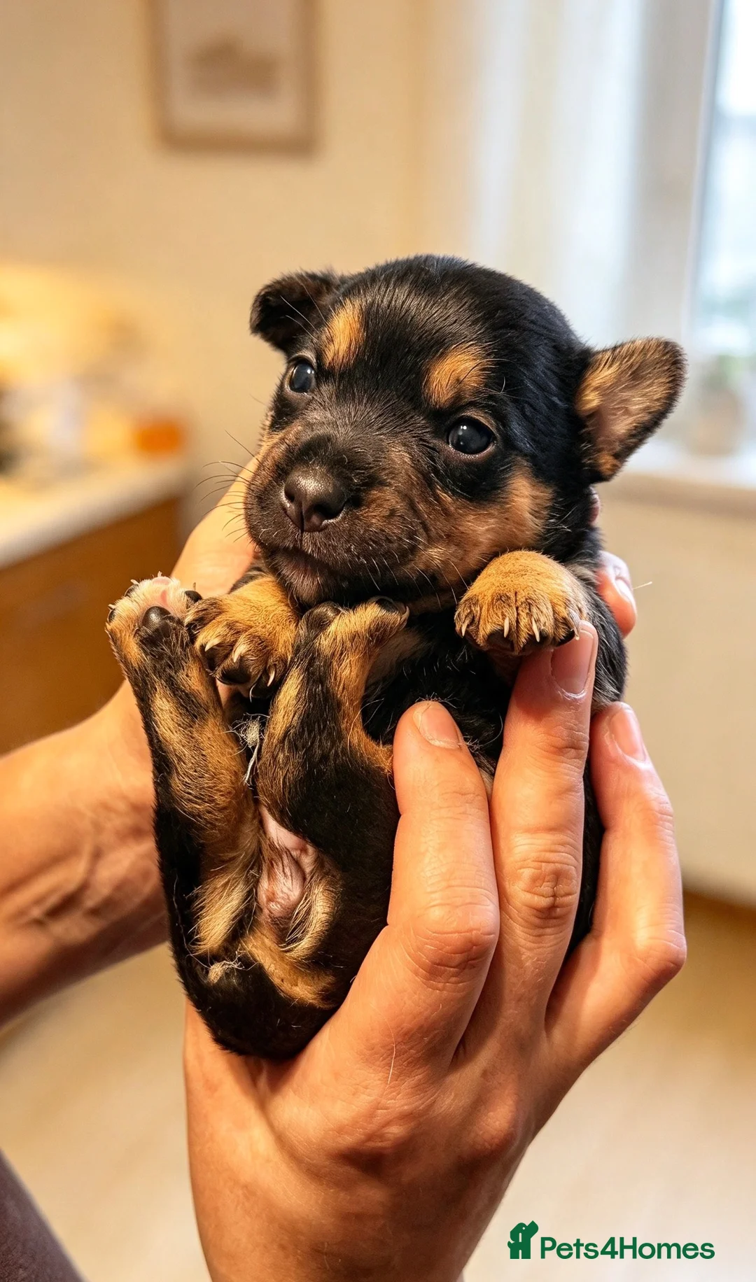 Jack Russell dogs for sale: Adorable Rough Coated Jack Russell Puppies  - Advert 2
