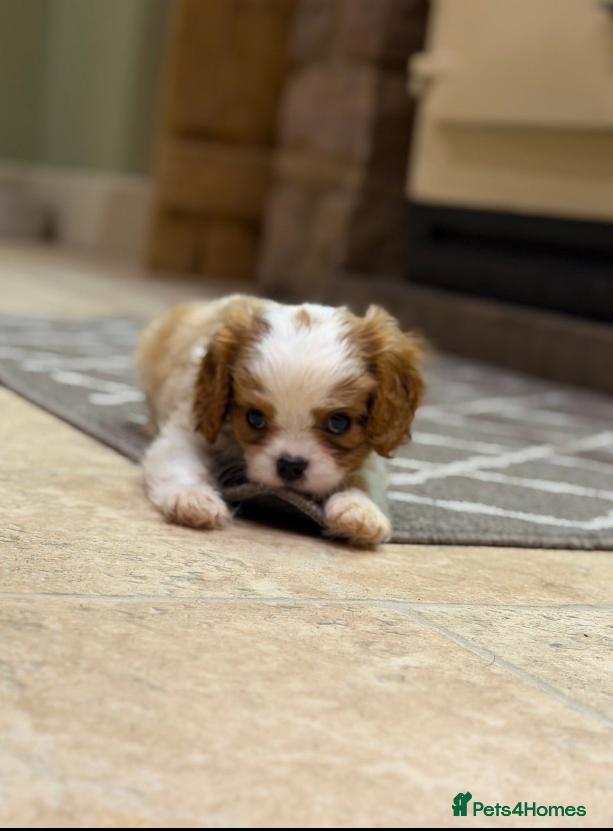 Cavalier King Charles Spaniel dogs Cavalier King Charles Pups - Advert 2