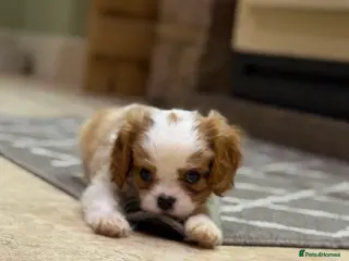 Cavalier King Charles Spaniel dogs Cavalier King Charles Pups - Advert 2