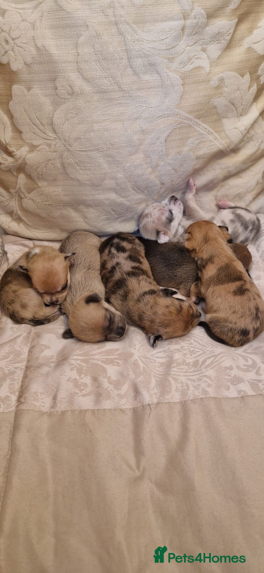 Chihuahua dogs for sale: Beautiful litter of 6 full chihuahuas  - Image 23