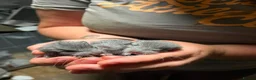 Chinchilla rodents for sale: 3 adorable chinchillas  - Advert 6
