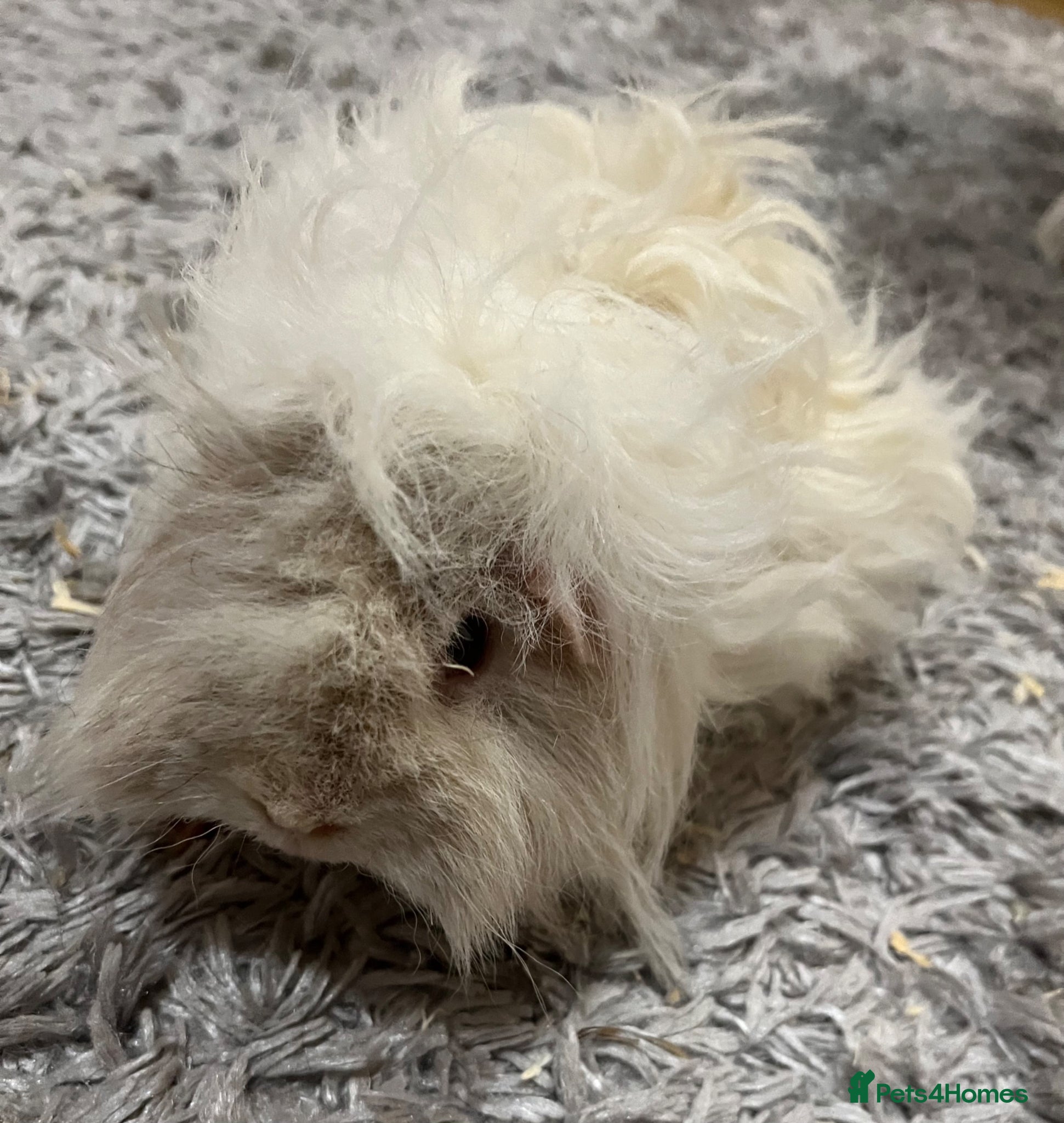 Guinea Pig rodents Lunkarya - Advert 4