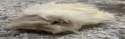 Guinea Pig rodents for sale: Lunkarya - Advert 5