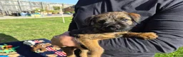 Border Terrier dogs for sale: SLEM CLEAR and KC REGISTERED  - Advert 5