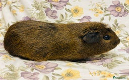 Guinea Pig rodents for sale: Beautiful mix of baby male Guineapigs  - Advert 22