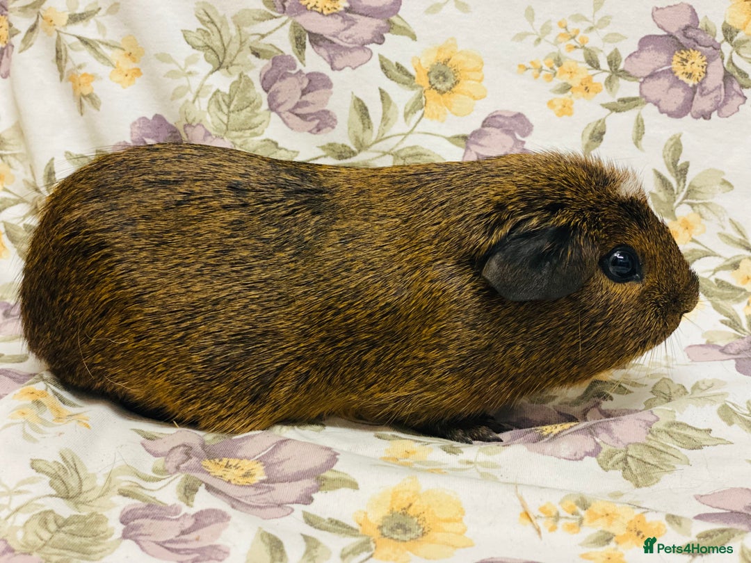 Guinea Pig rodents for sale: Beautiful mix of baby male Guineapigs  - Advert 22