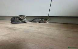 Scottish Fold cats for sale: ✨🐾 Cute Kittens Looking for Loving Homes! 🐾✨ - Image 3