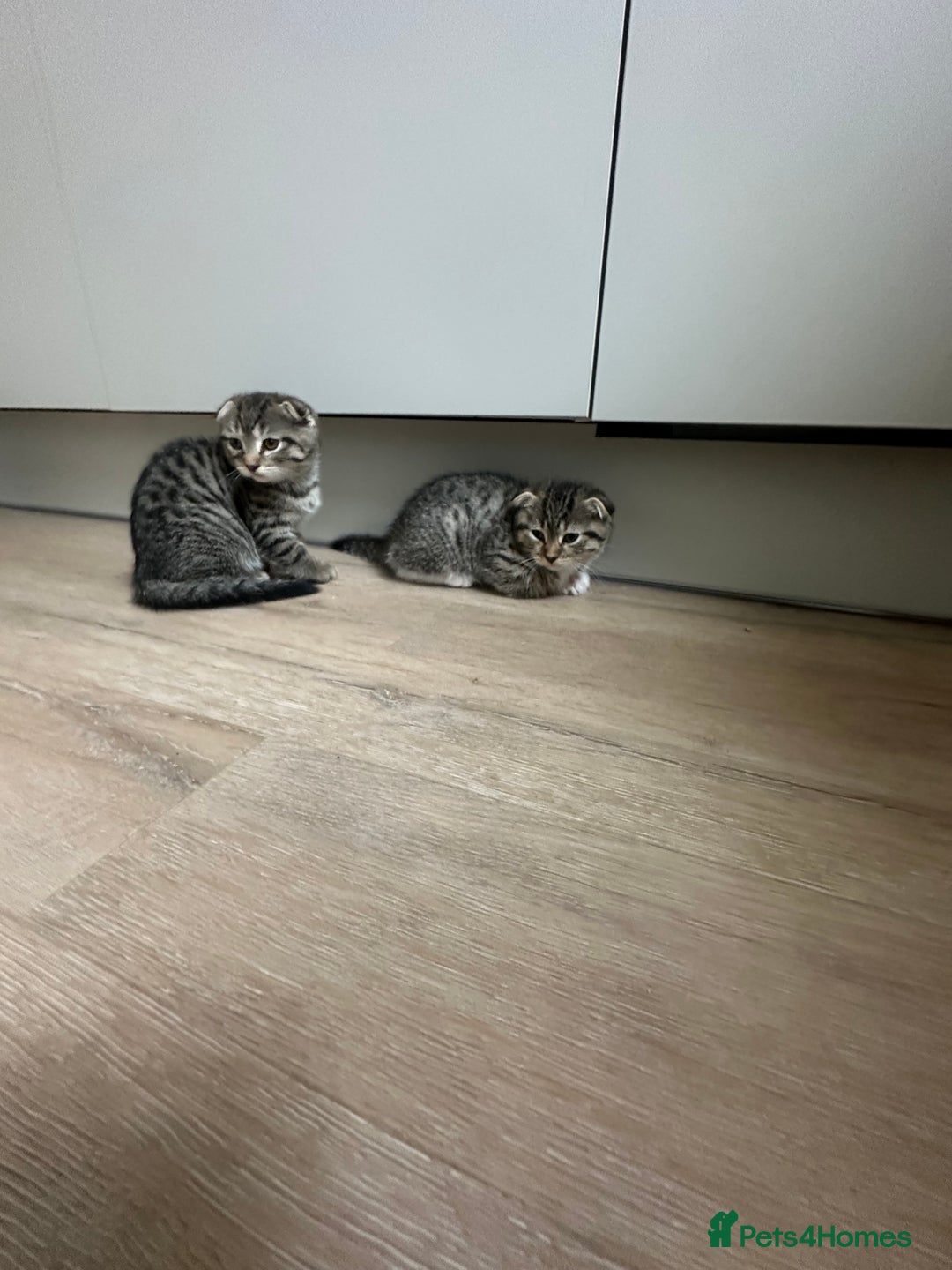 Scottish Fold cats for sale: ✨🐾 Cute Kittens Looking for Loving Homes! 🐾✨ - Image 3